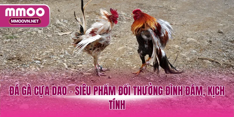 Đá gà cựa dao - Siêu phẩm đổi thưởng đình đám, kịch tính