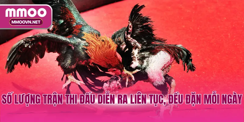 Số lượng trận thi đấu diễn ra liên tục, đều đặn mỗi ngày